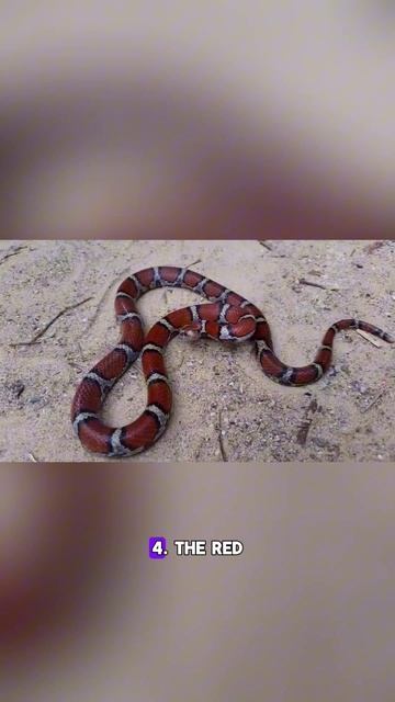 7 Most Beautiful Snake Species 🐍$ #wildlife #facts смотреть онлайн