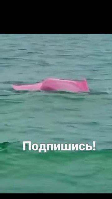 дельфины🐬#shorts смотреть онлайн
