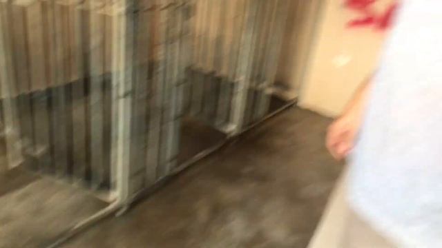 Aruba Animal Kill Cage смотреть онлайн