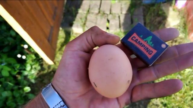 Бизнес на яйцах #дачасадогород смотреть онлайн