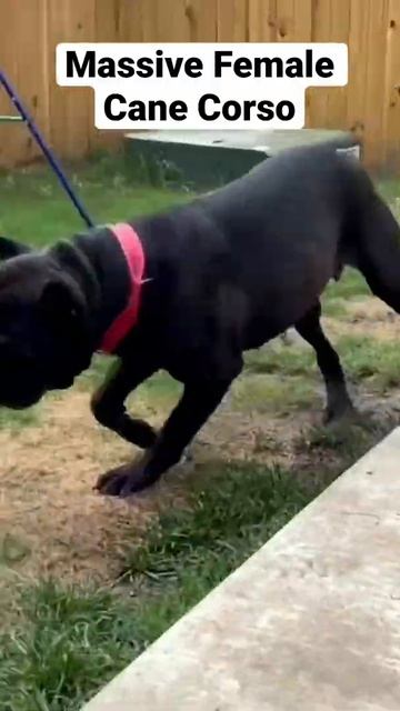 Massive Female Cane Corso смотреть онлайн