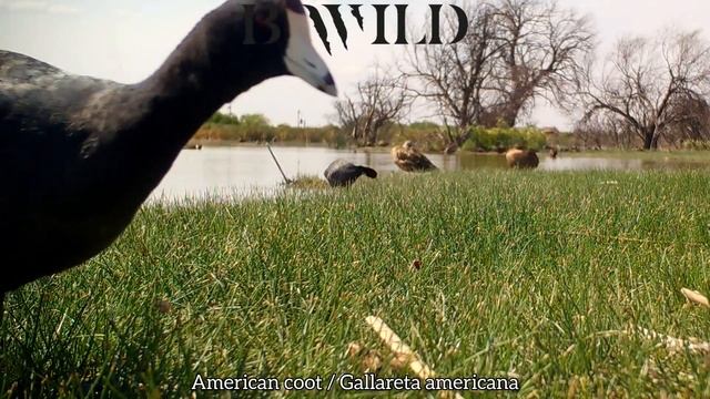 Desert Wildlife | Coyote, Roadrunner, Bobcat, Badger, Peccary, Deer, Birds of Prey | Mexico смотреть онлайн