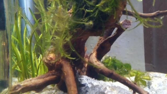 Fish Pi Camera Test смотреть онлайн