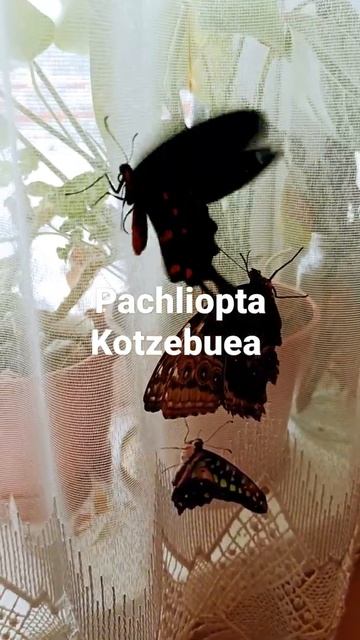 Kotzebuea #pachliopta #kotzebuea #insect #nature #butterfly #schmetterling #papillon #蝶 смотреть онлайн