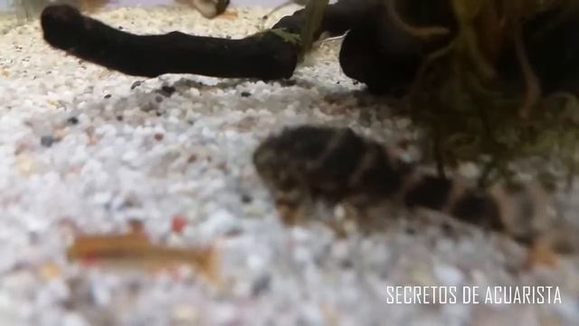 El pleco payaso L104 - LDA22 (Panaque maccus) Ficha Técnica смотреть онлайн