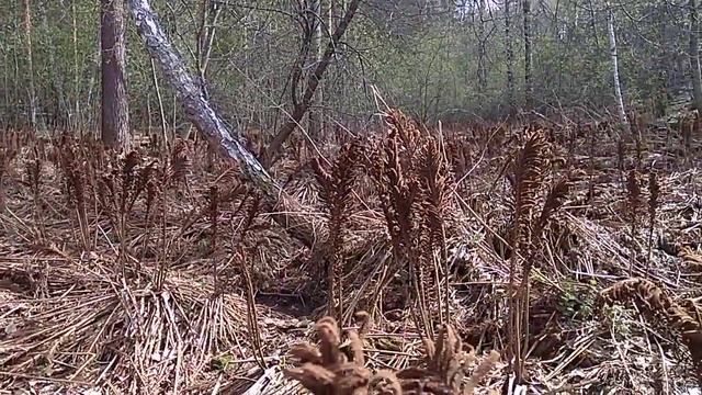Пение птиц! ! Весна! ИДДИЛИЯ! ! смотреть онлайн