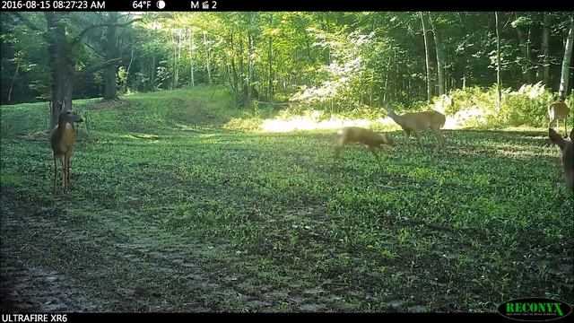 O Trail Food Plot on August 15, 2016 смотреть онлайн