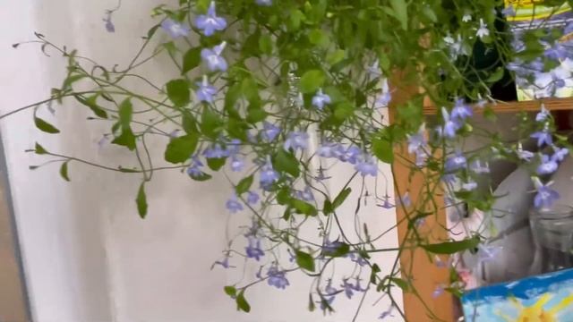 Цветы на балконе . Цветущий балкон. Выращивание цветов на балконе. Июль 2024 год. смотреть онлайн