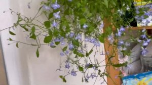 Цветы на балконе . Цветущий балкон. Выращивание цветов на балконе. Июль 2024 год.