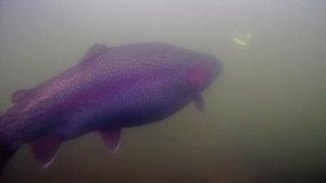 Рыбалка на Столбовой. Ловля форели 14.02.2025