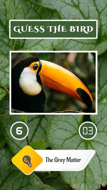 Guess the Bird by Its Images - The Grey Matter - Shorts смотреть онлайн