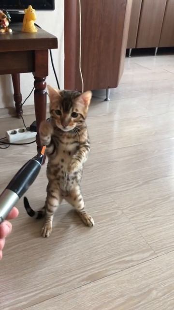 Бенгал. Кот Сэм, битва со страшным тримером часть 1 смотреть онлайн