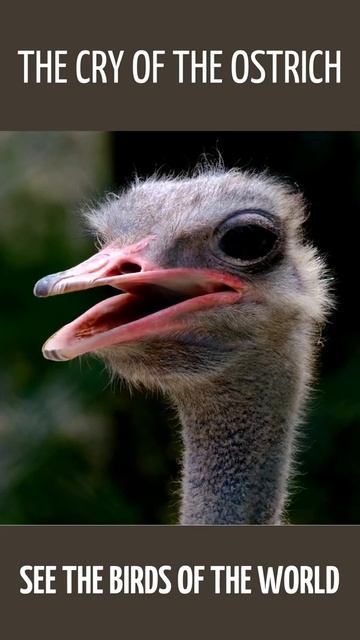 The cry of the ostrich. [HD] #shorts смотреть онлайн