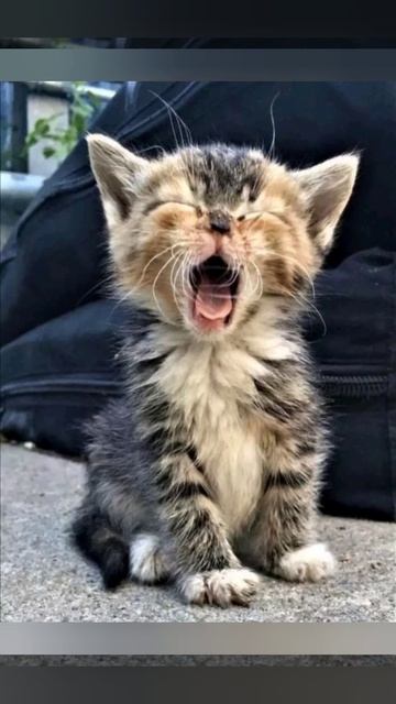 Угарно-смешная!!! фото подборка кошек котов.(Funny photo selection of cats) смотреть онлайн