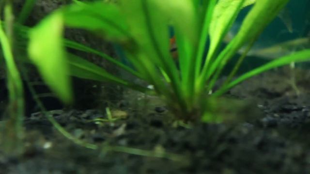 Apistogramma cacatuoides spawning behavior. смотреть онлайн