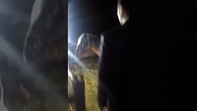 Лошадь чуть не зашибла главу Забайкалья смотреть онлайн