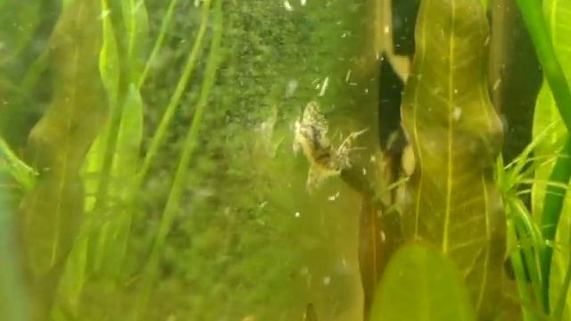 лорикария смотреть онлайн