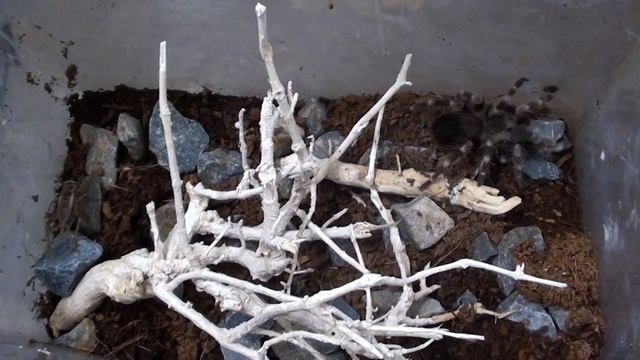 Nhandu coloratovillosus vs cricket смотреть онлайн