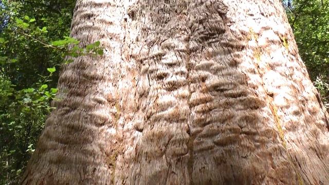 Red Tingle Trees - Eucalyptus jacksonii смотреть онлайн