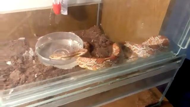 Моисовый Полоз смотреть онлайн