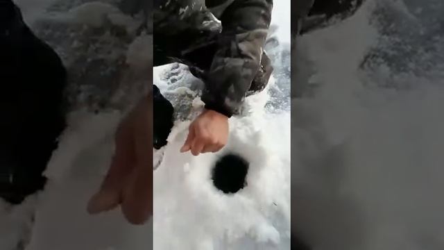 Щука на жерлицу 6 кг смотреть онлайн
