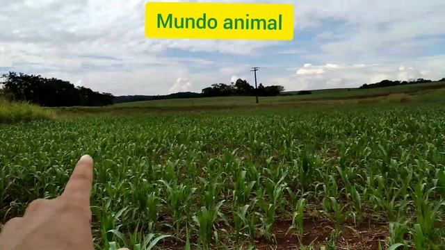 parte 3 de 4. ceva de paca. CAMERA DE TRILHA смотреть онлайн