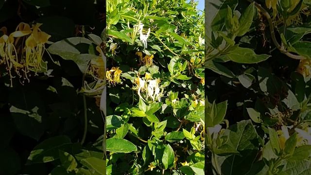 Утро в кубанской деревне. Пчелы трудятся.( звук оригин.)🐝 смотреть онлайн
