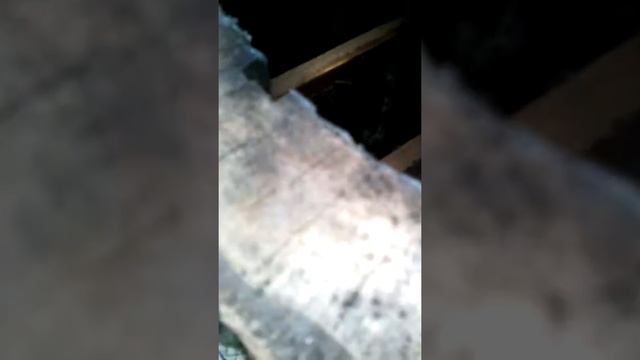 Первый осмотр пчел после посадки в дуплянку(колоду или бортьи)) смотреть онлайн