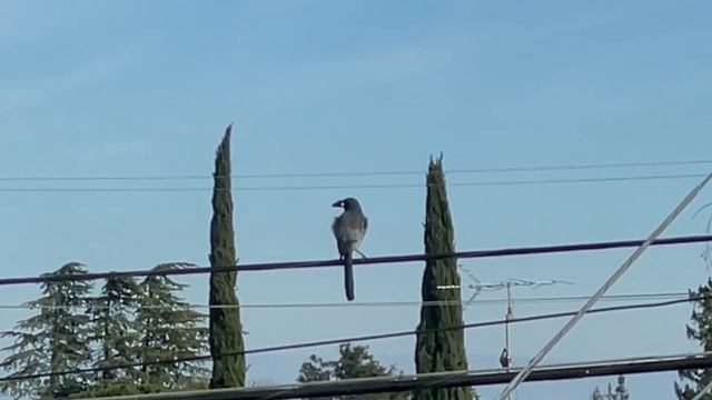 Backyard birding - California Scrub-Jay or Western Scrub-Jay (Aphelocoma californica) смотреть онлайн