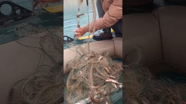 тарзи мохи Капи мархамат тамошо кунед лайкро фаромуш накунед смотреть онлайн