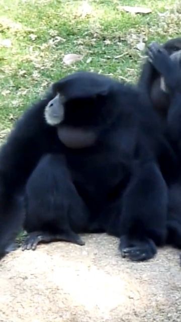 Siamang Gibbon Howling Sounds And Habitat #shorts смотреть онлайн