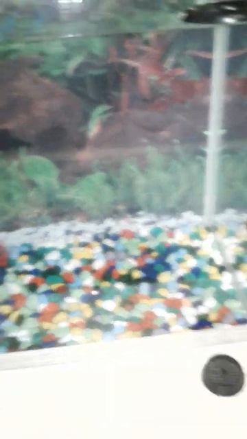 Купили новый аквариум смотреть онлайн