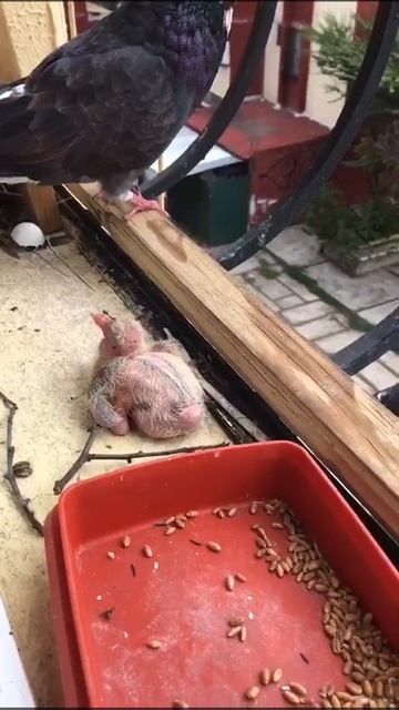 Птенец голубя оказался вне гнезда. shorts смотреть онлайн