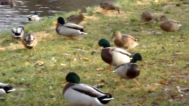 Дичь смотреть онлайн