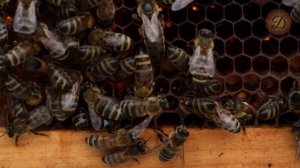 БЫСТРЫЙ ПОИСК МАТКИ