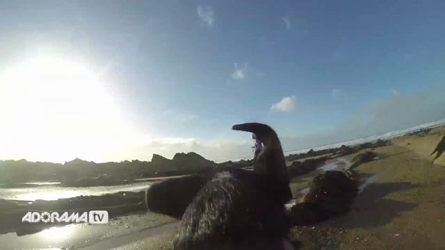 GoPro Fetch Dog Harness: Capture the Action with Martin Dorey смотреть онлайн