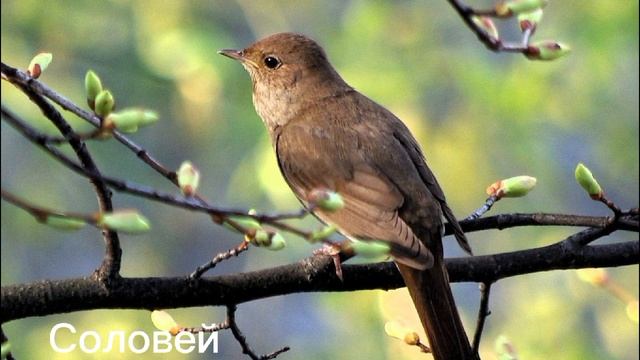 Птицы.Виды птиц. смотреть онлайн