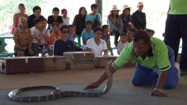 Man Bites Snake at Ban Khok Sa-Nga Cobra Village, Thailand, April 2012 смотреть онлайн