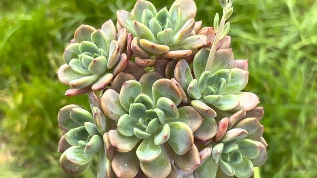 Echeveria ‘Dentra Jam’