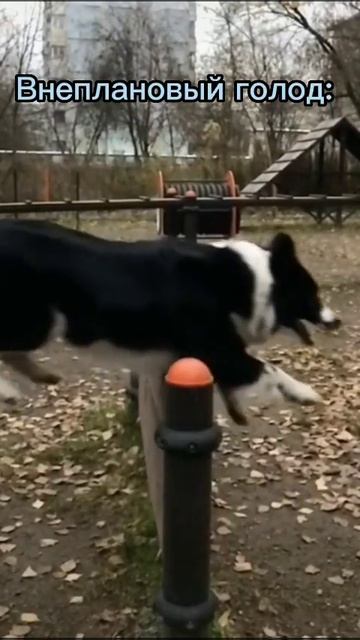 эдит(немецкая овчарка,малинуа, турецкий кангал, доберман,бордер колли) дада смотреть онлайн