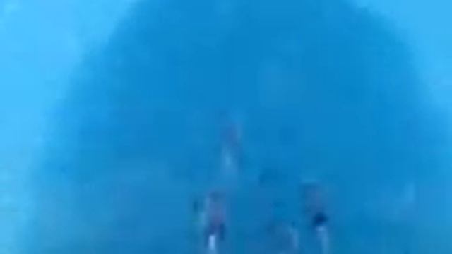 16 Дельфины смотреть онлайн