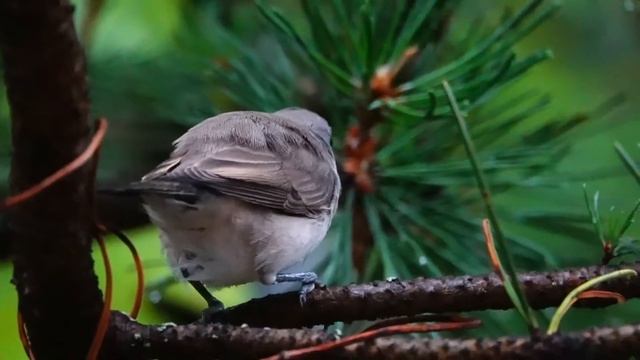 Hernekerttu - Sylvia curruca - Lesser whitethroat 26_8_2018 смотреть онлайн