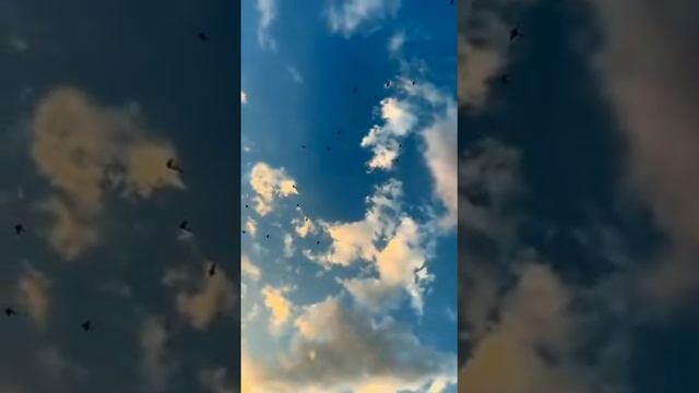 Доброе утро смотреть онлайн