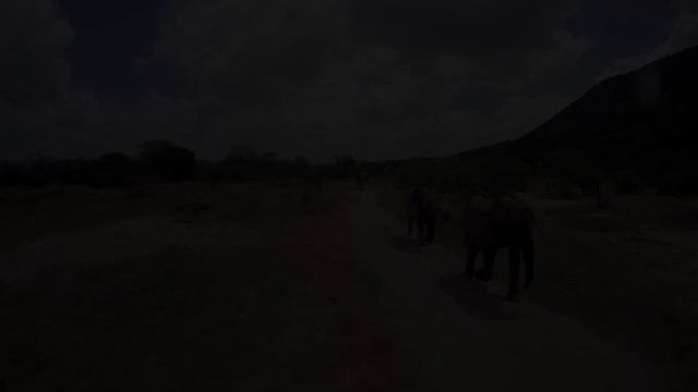 Say Hello in Elephant - Learn about our work | Sheldrick Trust смотреть онлайн