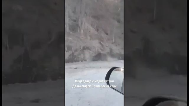 Медведица с медвежатами Дальнегорск Приморье смотреть онлайн