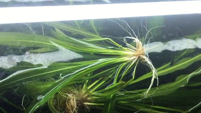 Its time to remove some plants смотреть онлайн