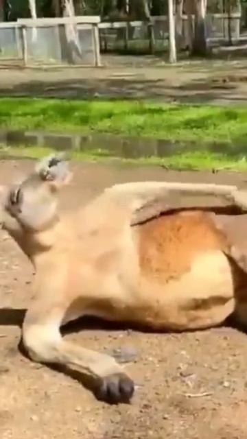 Kanguru lagi nyatai #shorts смотреть онлайн