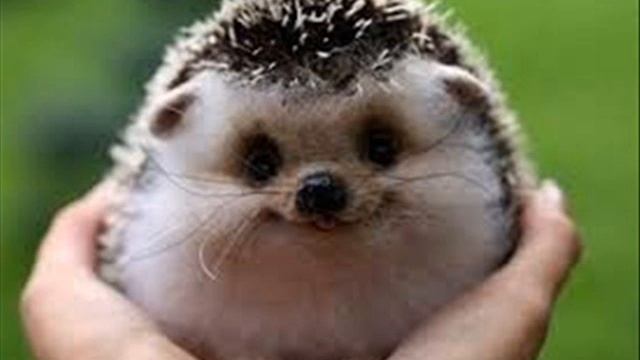 СВІТ ТВАРИН, ТВАРИНИ, ВСЕСВІТ ТВАРИН, НАШІ БРАТТЯ, НАШІ РОДИЧІ смотреть онлайн