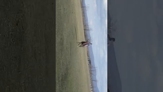 Депутат поднял Перса на Дыбы смотреть онлайн