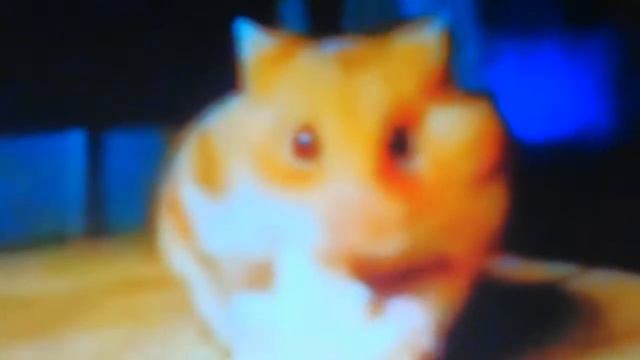 Подборка приколов про хомяков смотреть онлайн